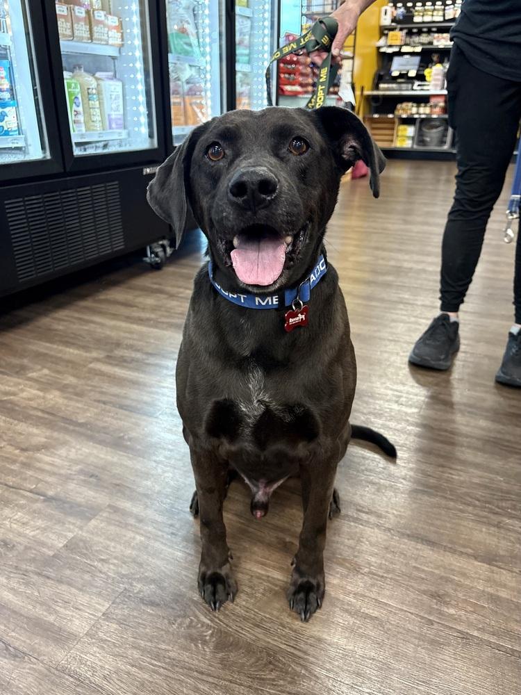 Toby, Adoptable, Adult Male Bluetick Coonhound & Boston Terrier.