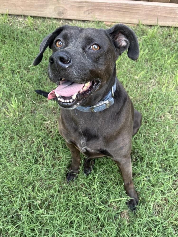 Enlarge Toby, a Adoptable mixed breed in Frisco, TX image 2/4