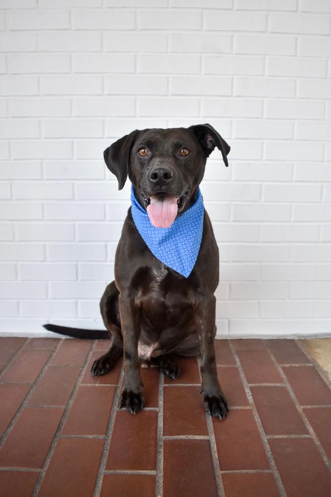 Enlarge Toby, a Adoptable mixed breed in Frisco, TX image 2/6