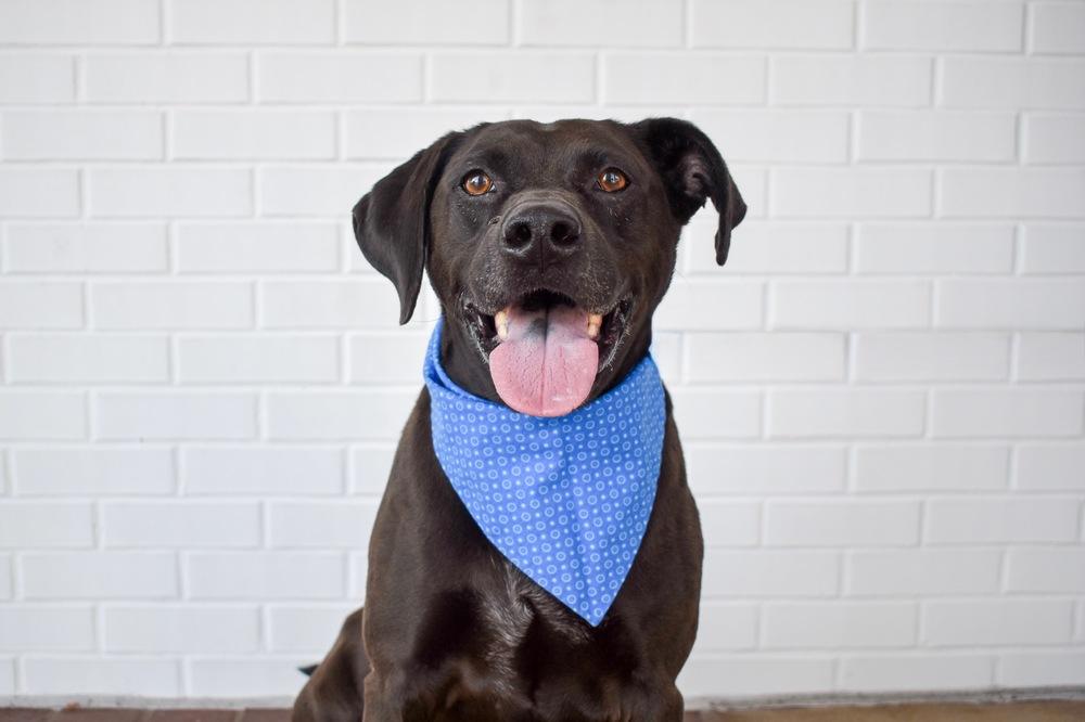 Enlarge Toby, a Adoptable mixed breed in Frisco, TX image 3/6