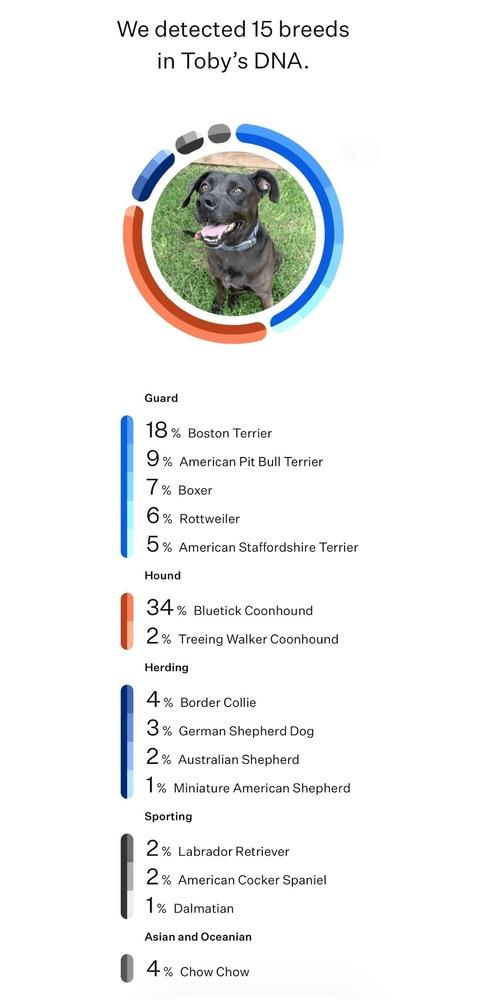 Enlarge Toby, a Adoptable mixed breed in Frisco, TX image 3/4