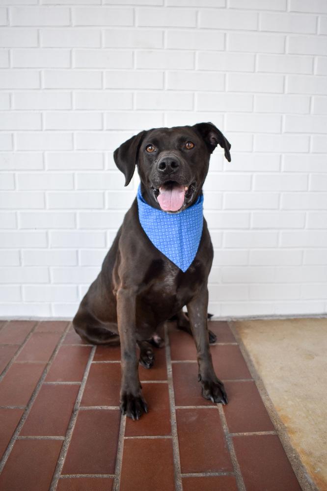 Enlarge Toby, a Adoptable mixed breed in Frisco, TX image 5/6