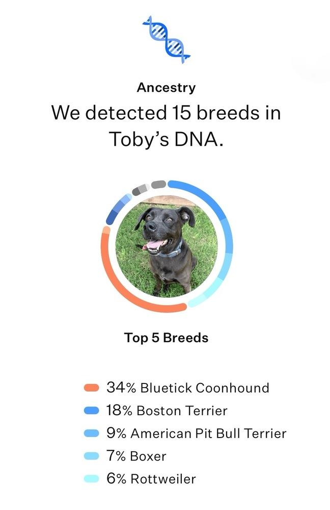 Enlarge Toby, a Adoptable mixed breed in Frisco, TX image 4/4