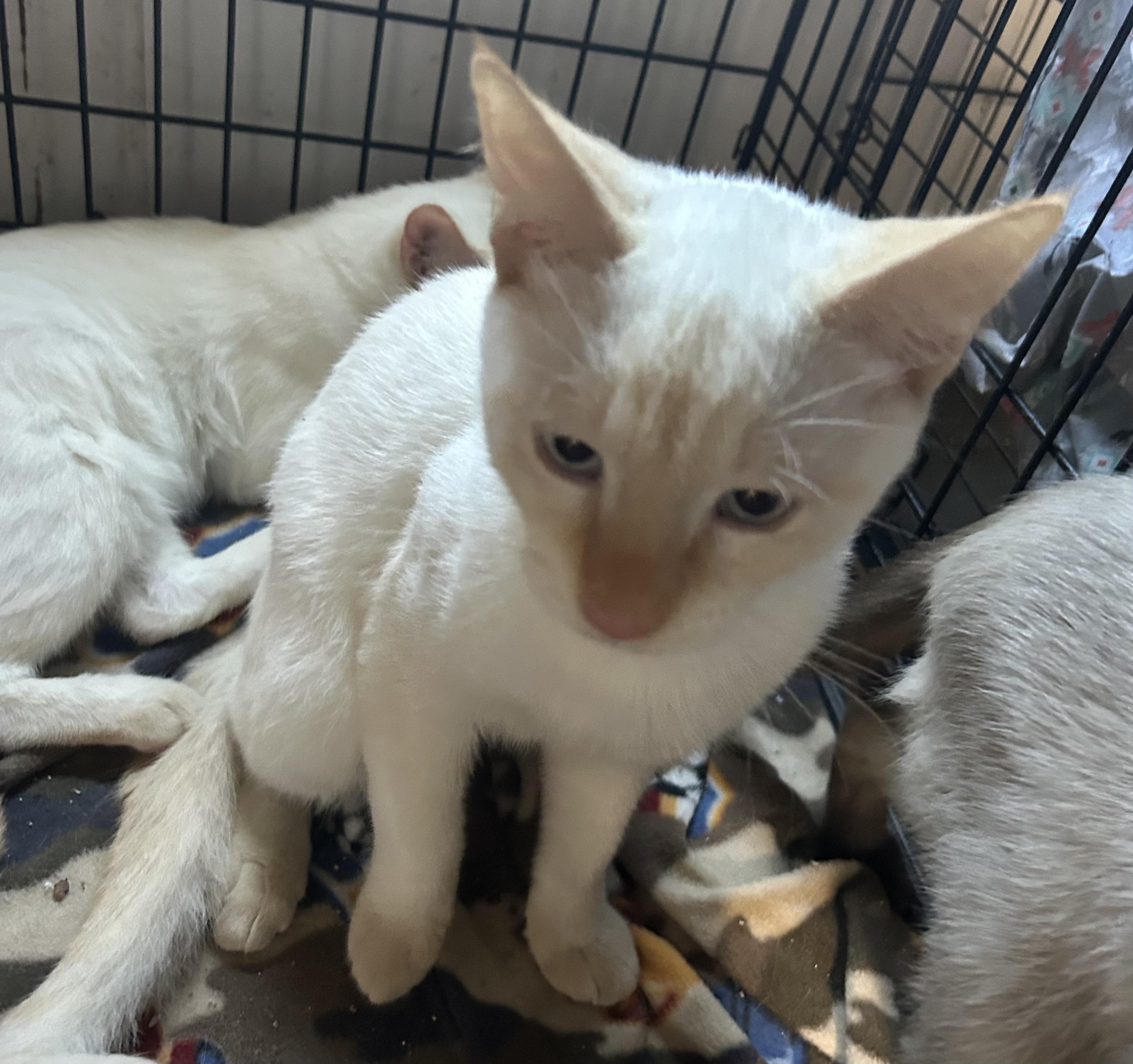 Calypso, a Adoptable Siamese in Bridgeton, NC image 2/2