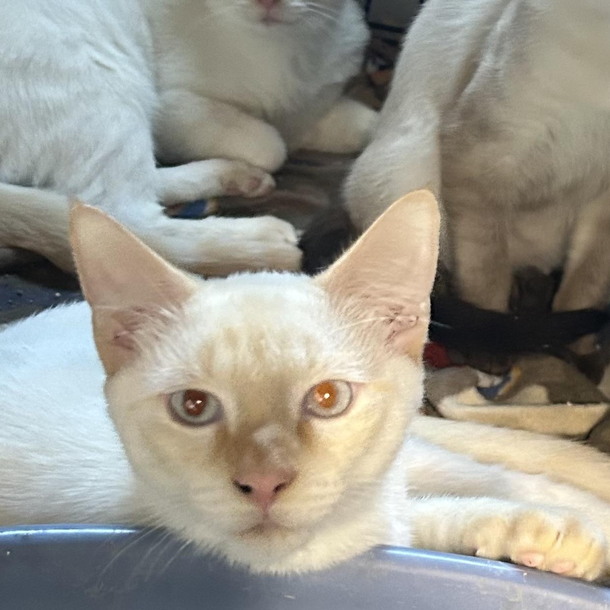 Calypso, Adoptable, Young Male Siamese.