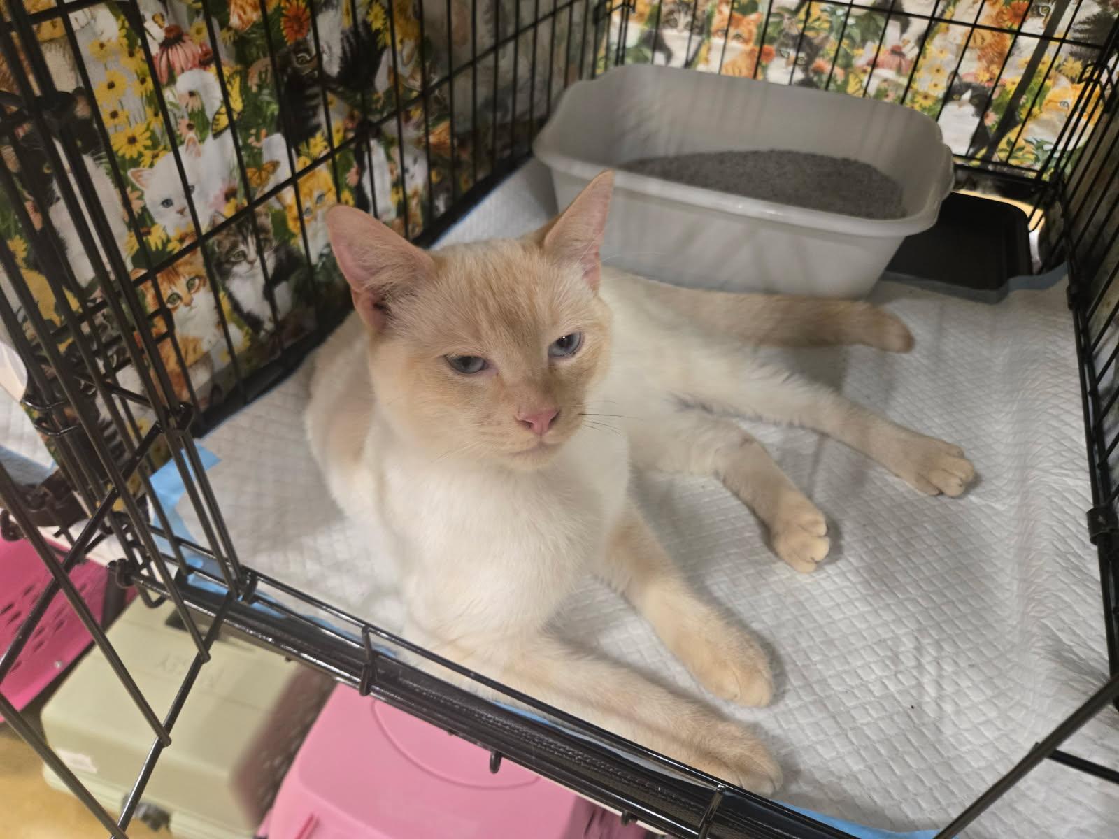 Calypso, an adopted mixed breed in Bridgeton, NC image 4/4