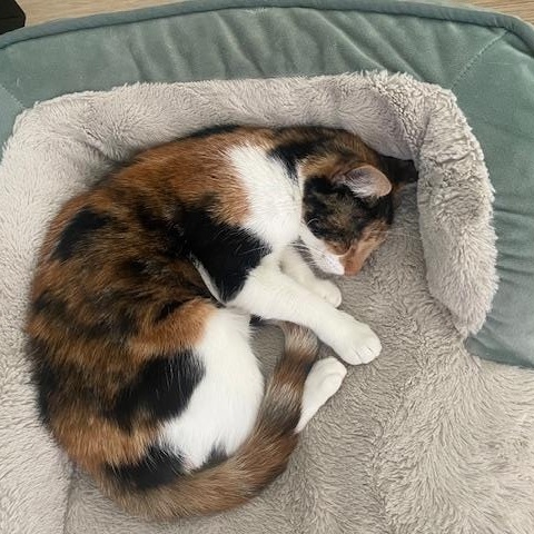 Enlarge Mama Cat, a Adoptable Calico in Loma Linda, CA image 4/6