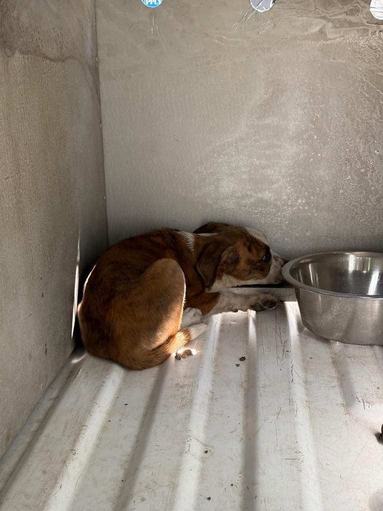 Daisy, Adoptable, Puppy Female Mixed Breed.