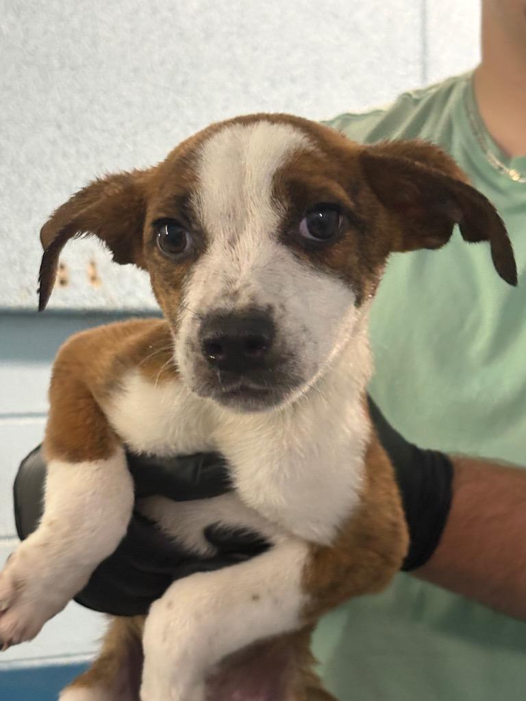 Enlarge Daisy, a Adoptable mixed breed in Effingham, SC image 2/3