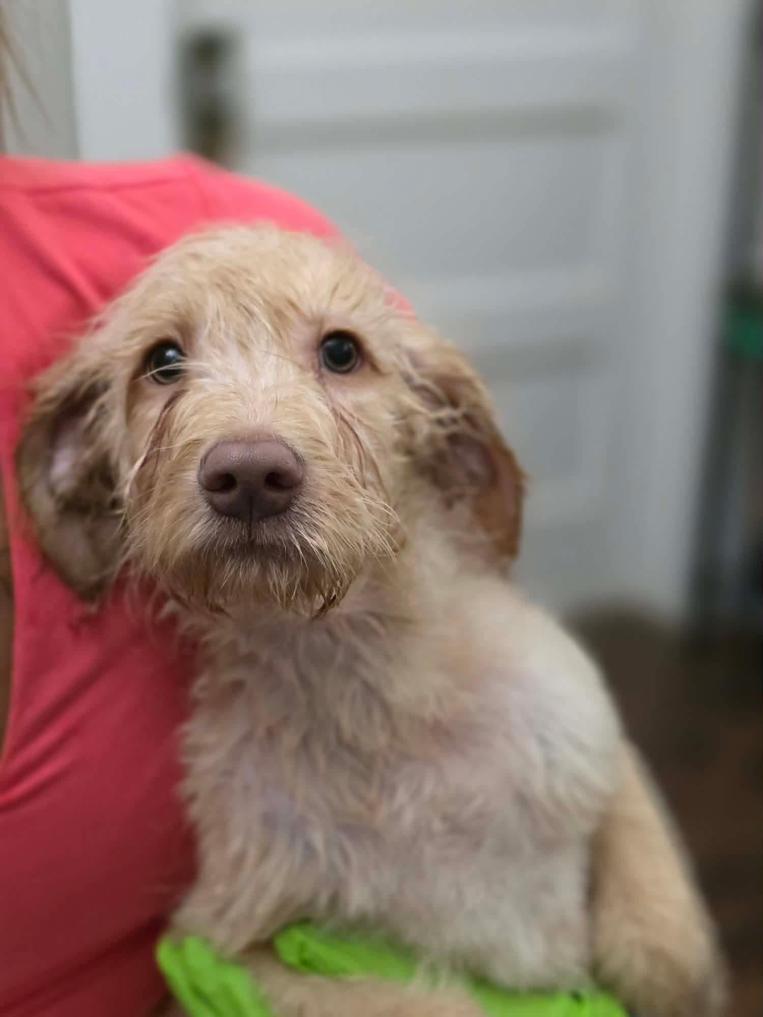 Scooter, adopted, Puppy Male Labrador Retriever & Terrier.