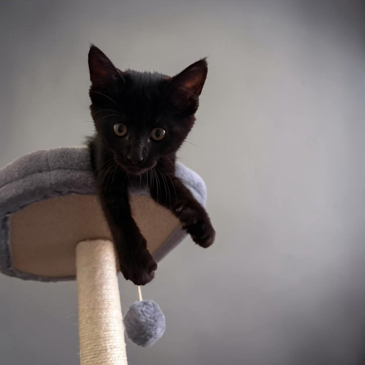 Enlarge Bagheera, an adopted mixed breed in Fort Worth, TX image 3/6