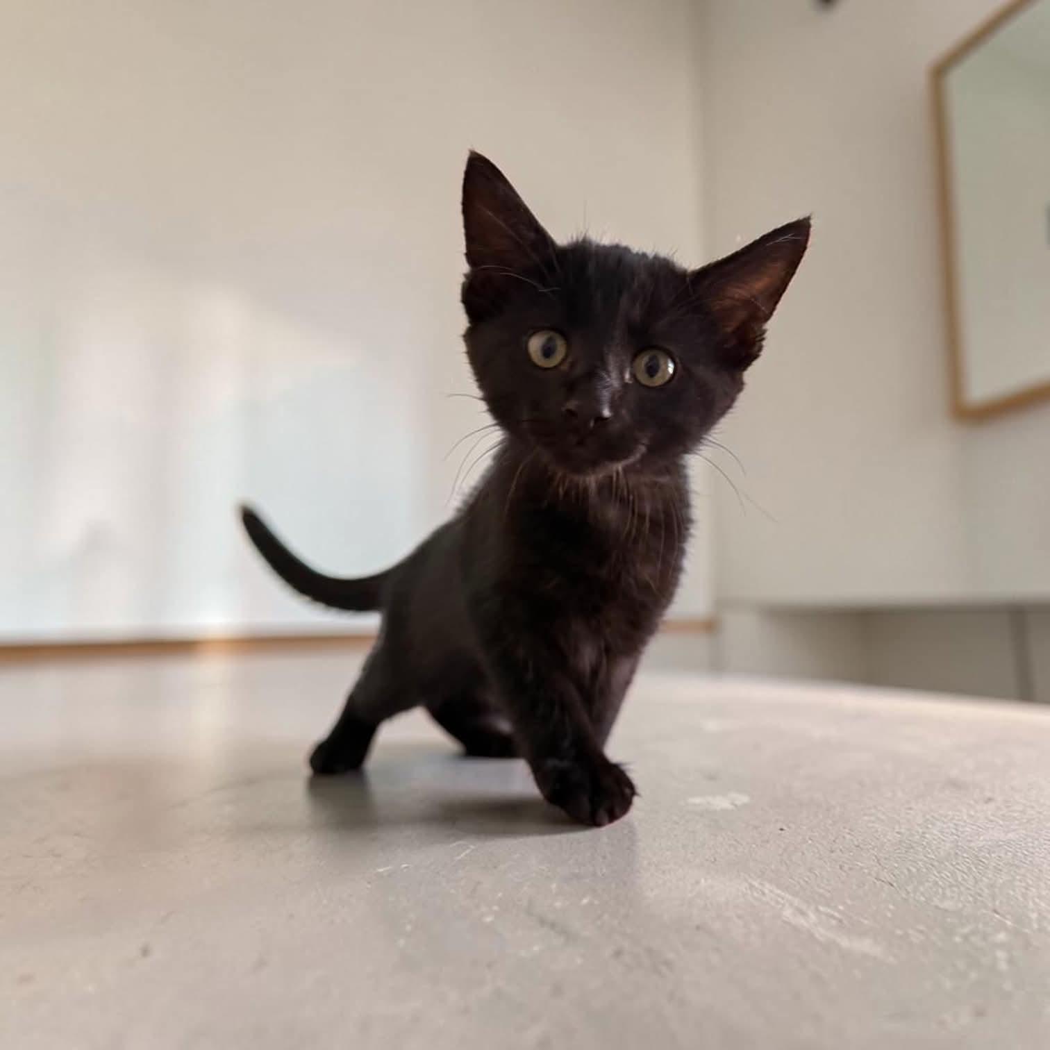 Enlarge Bagheera, an adopted mixed breed in Fort Worth, TX image 5/6
