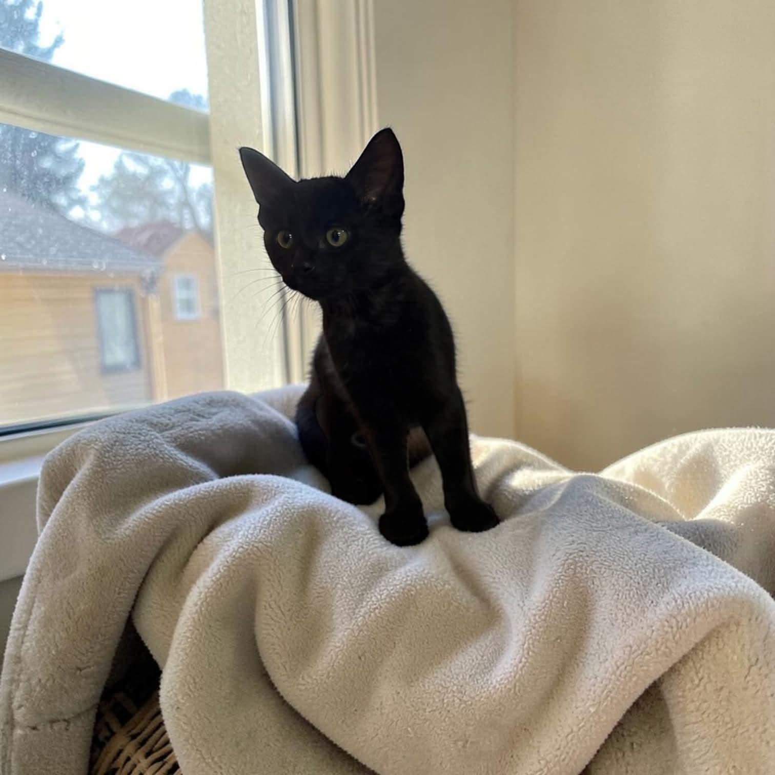 Enlarge Bagheera, an adopted mixed breed in Fort Worth, TX image 4/6