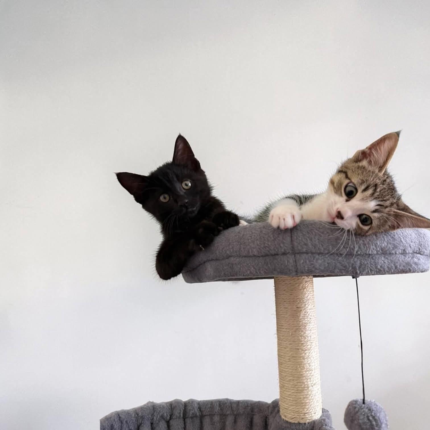 Enlarge Bagheera, an adopted mixed breed in Fort Worth, TX image 6/6
