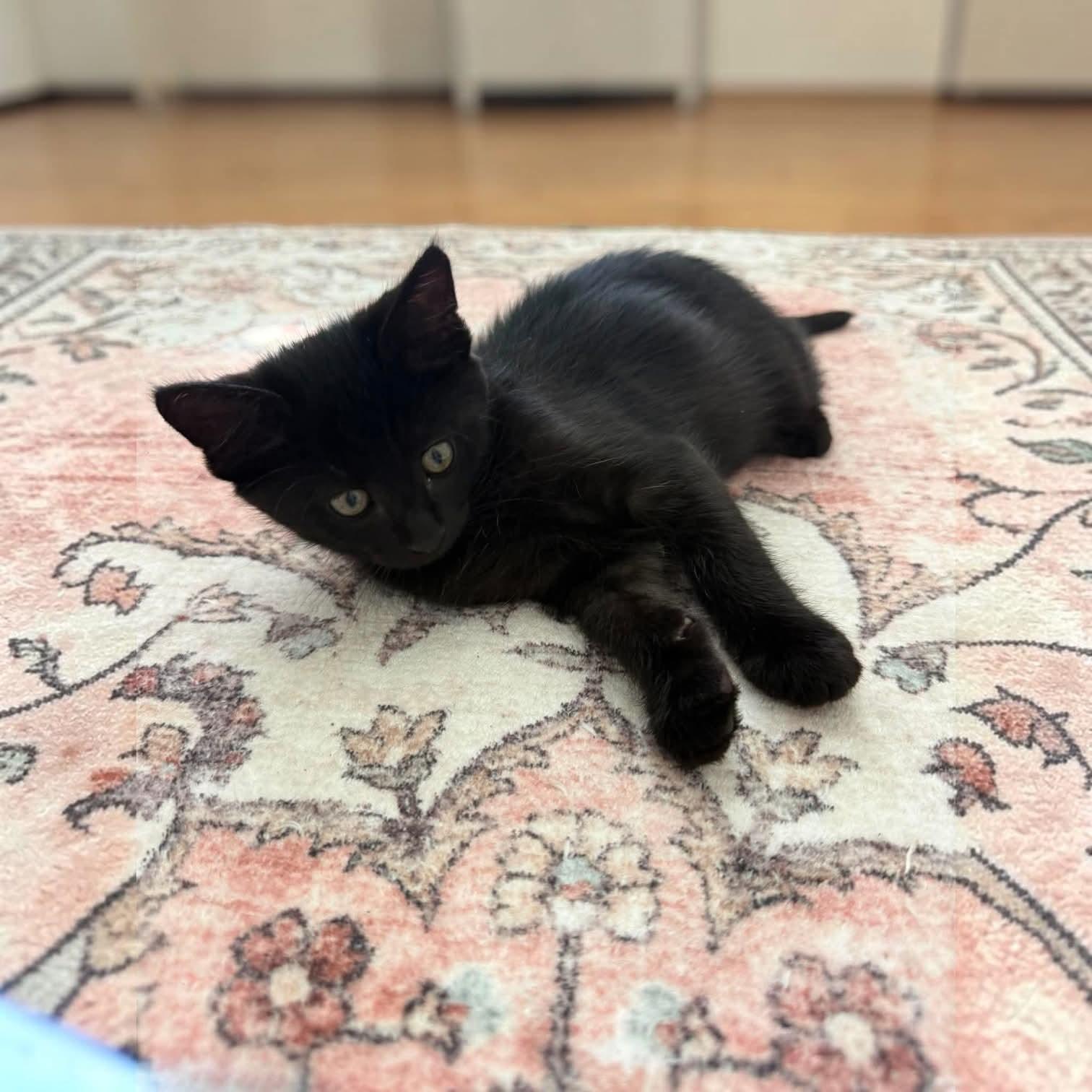 Bagheera, adopted, Kitten Male Domestic Short Hair.