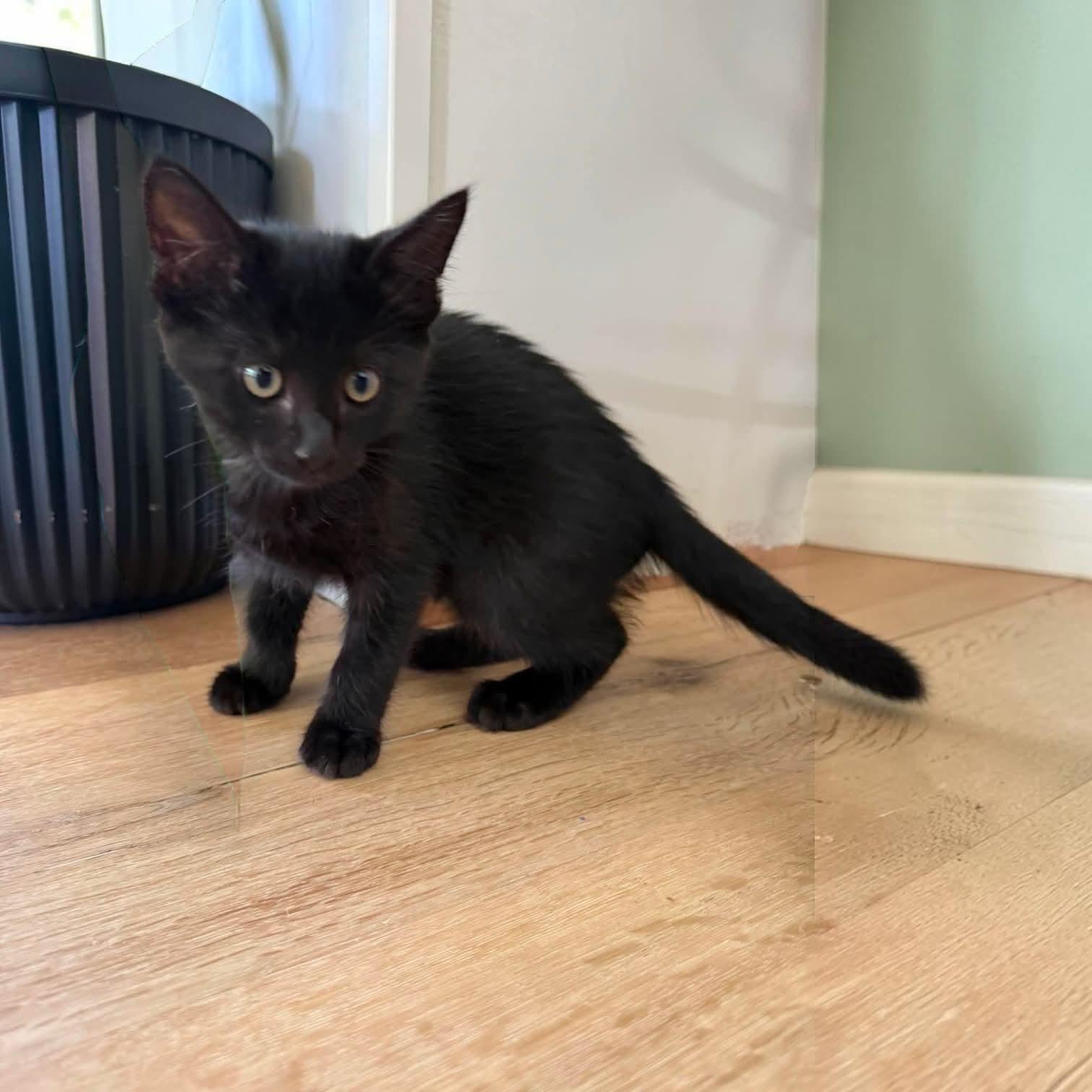Enlarge Bagheera, an adopted mixed breed in Fort Worth, TX image 2/6