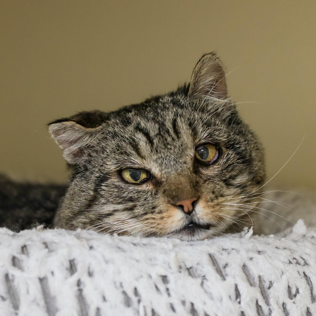 Herbie The Love Bug — thumbnail 2