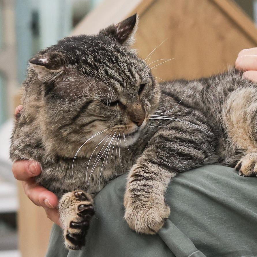 Herbie The Love Bug — thumbnail 3