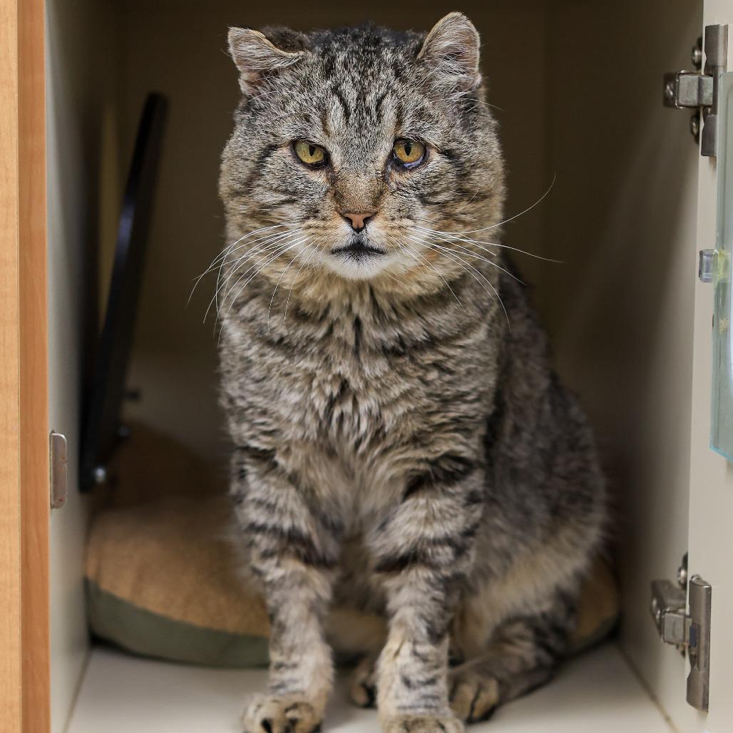 Herbie The Love Bug — thumbnail 4