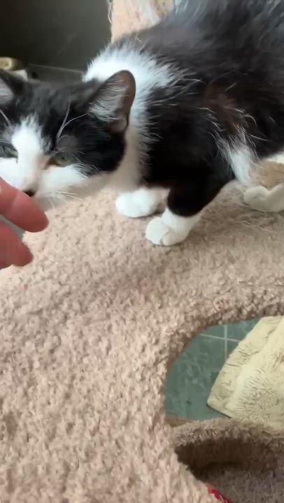 Enlarge Beau, an adopted mixed breed in Omaha, NE video 5/5