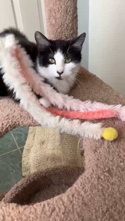 Enlarge Beau, an adopted mixed breed in Omaha, NE video 3/5
