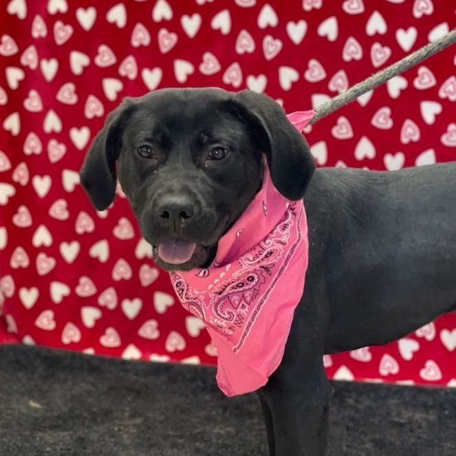 Dog for adoption Harriet Tubman, a Labrador Retriever & Mastiff Mix