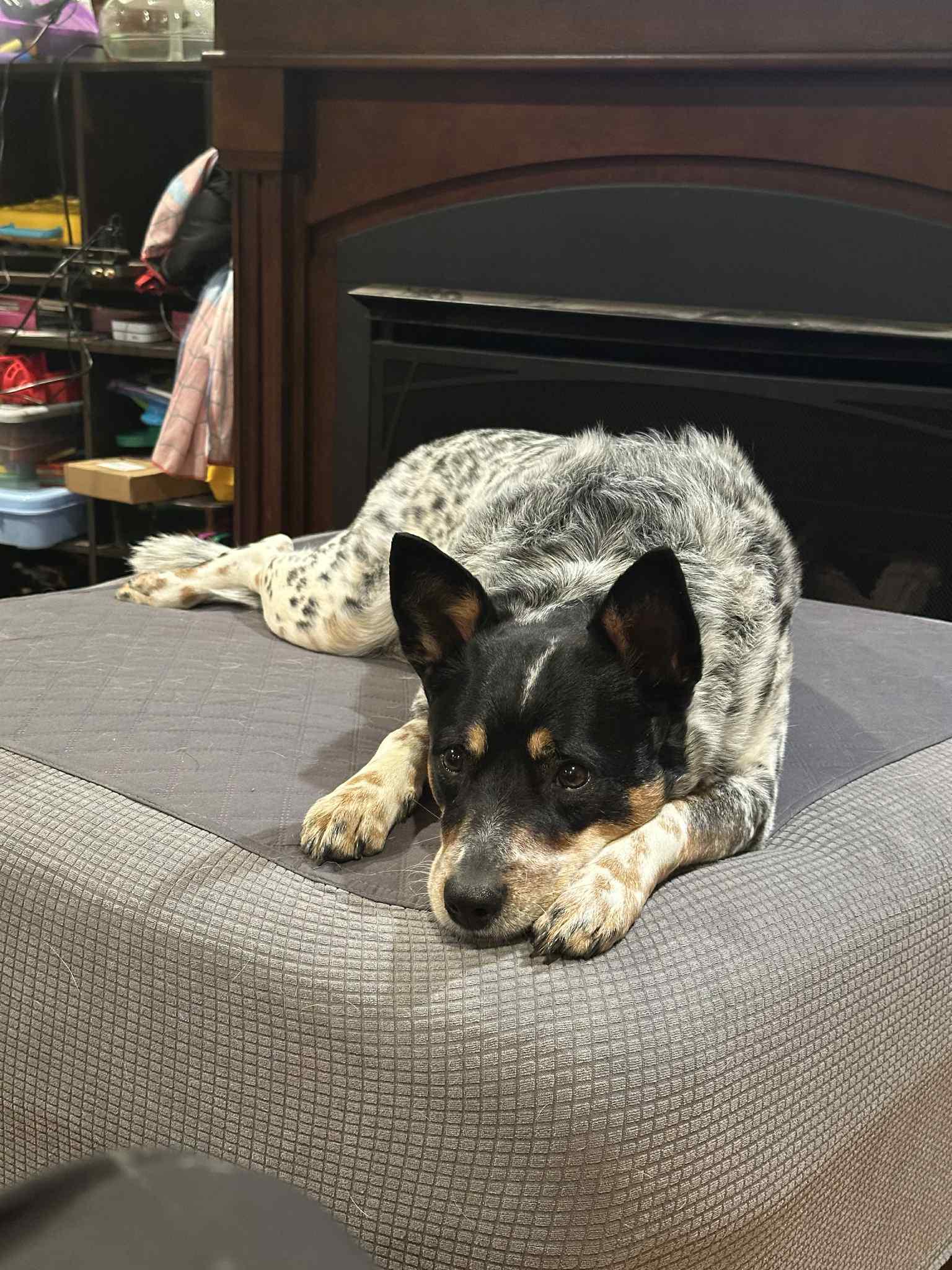 Freya May (Community Assist), Adult Female Australian Cattle Dog / Blue Heeler