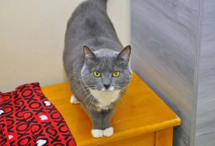 Luna, a Adoptable mixed breed in Coupeville, WA image 1/2