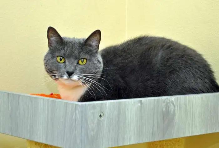 Luna, a Adoptable mixed breed in Coupeville, WA image 2/2