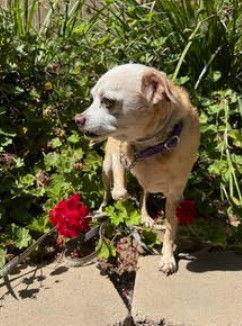 Dexter, Adopted, Senior Male Chihuahua.