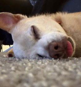 Enlarge Dexter, a Adopted Chihuahua in San Diego, CA image 2/3