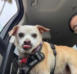 Enlarge Dexter, a Adopted Chihuahua in San Diego, CA image 3/3