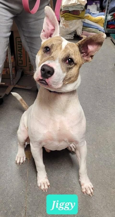 Enlarge Jiggy-Sponsored, a Adoptable Pit Bull Terrier in Richmond, IN image 1/3