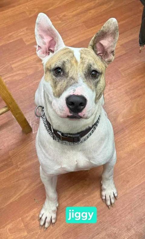 Enlarge Jiggy-Sponsored, a Adoptable Pit Bull Terrier in Richmond, IN image 2/3