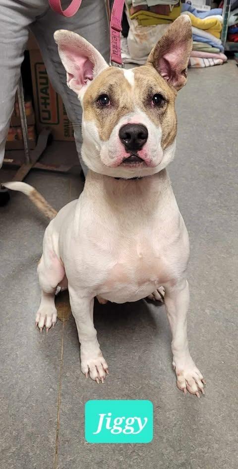 Enlarge Jiggy-Sponsored, a Adoptable Pit Bull Terrier in Richmond, IN image 3/3