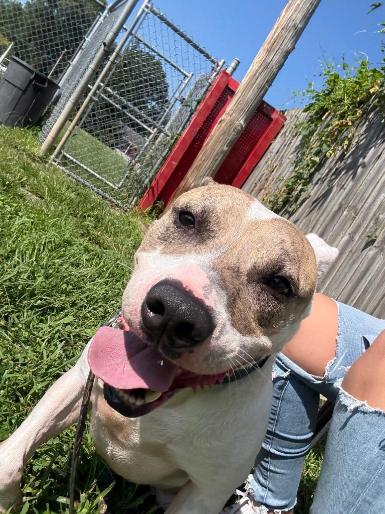Enlarge Jiggy-Sponsored, a Adoptable Pit Bull Terrier in Richmond, IN image 4/4