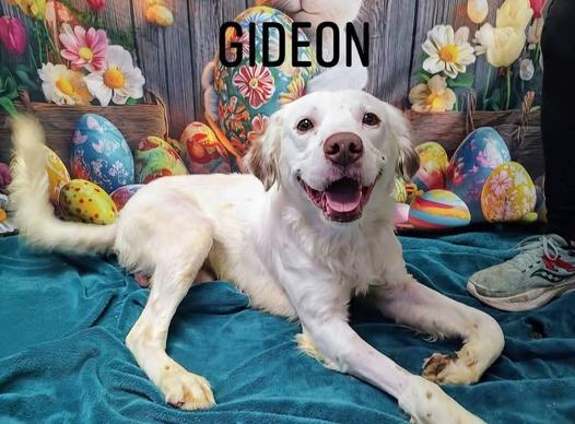 Gideon photo 4