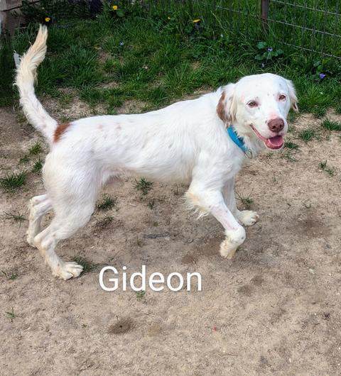 Gideon photo 6
