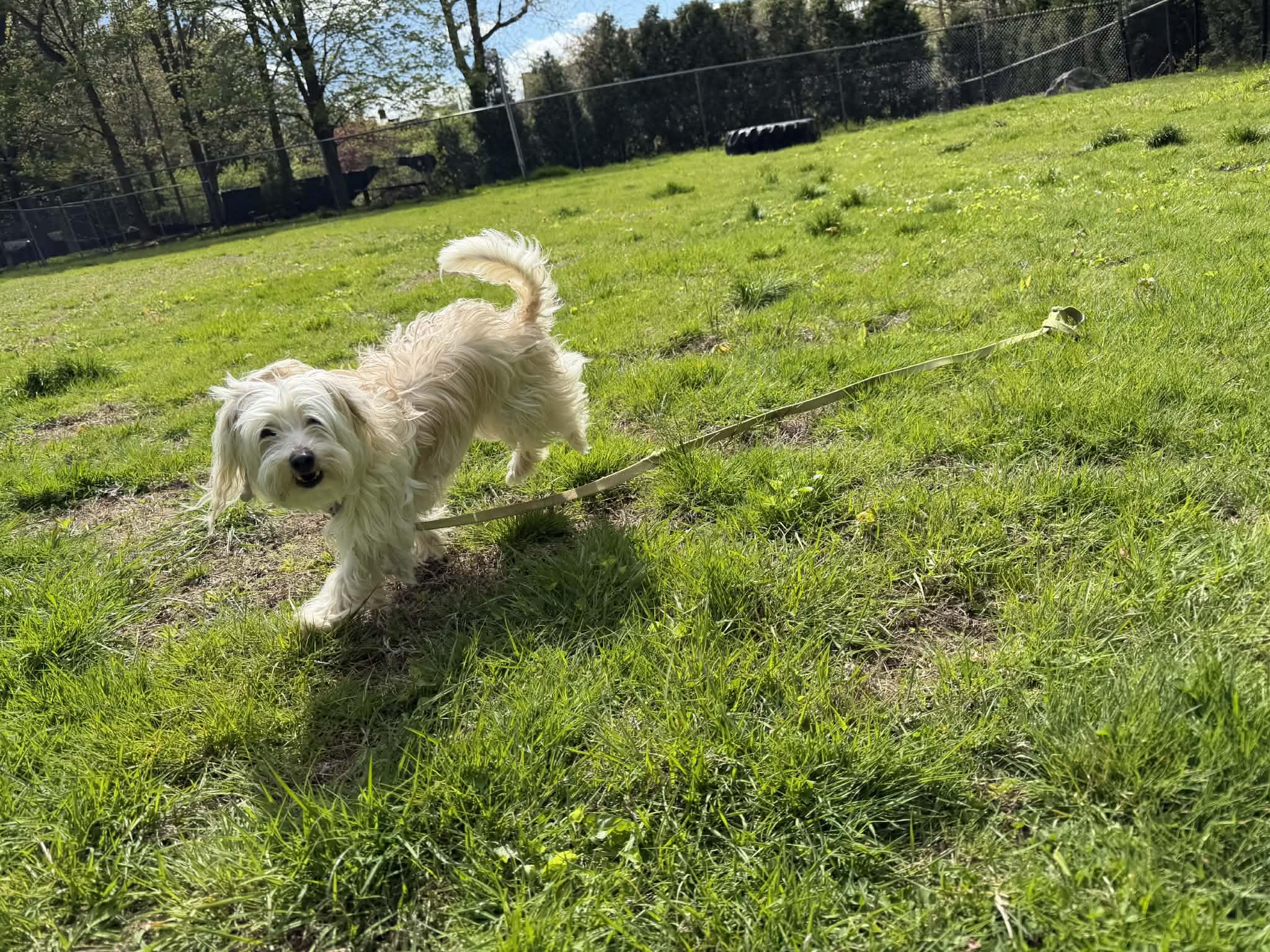 JAN Brady Bunch, Adoptable, Adult Female Maltese & Chihuahua.