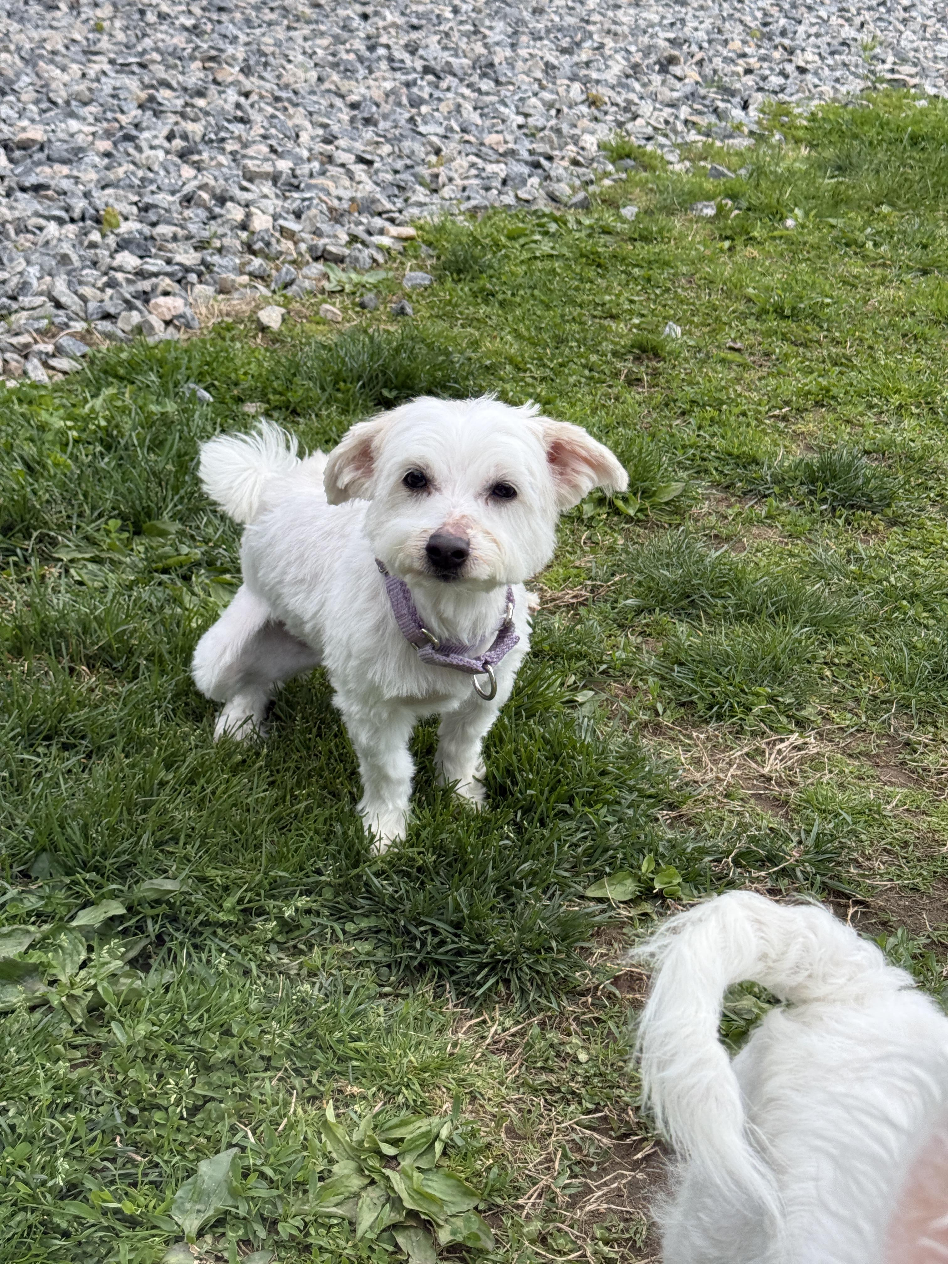JAN Brady Bunch, a Adoptable mixed breed in Terryville, CT image 2/6