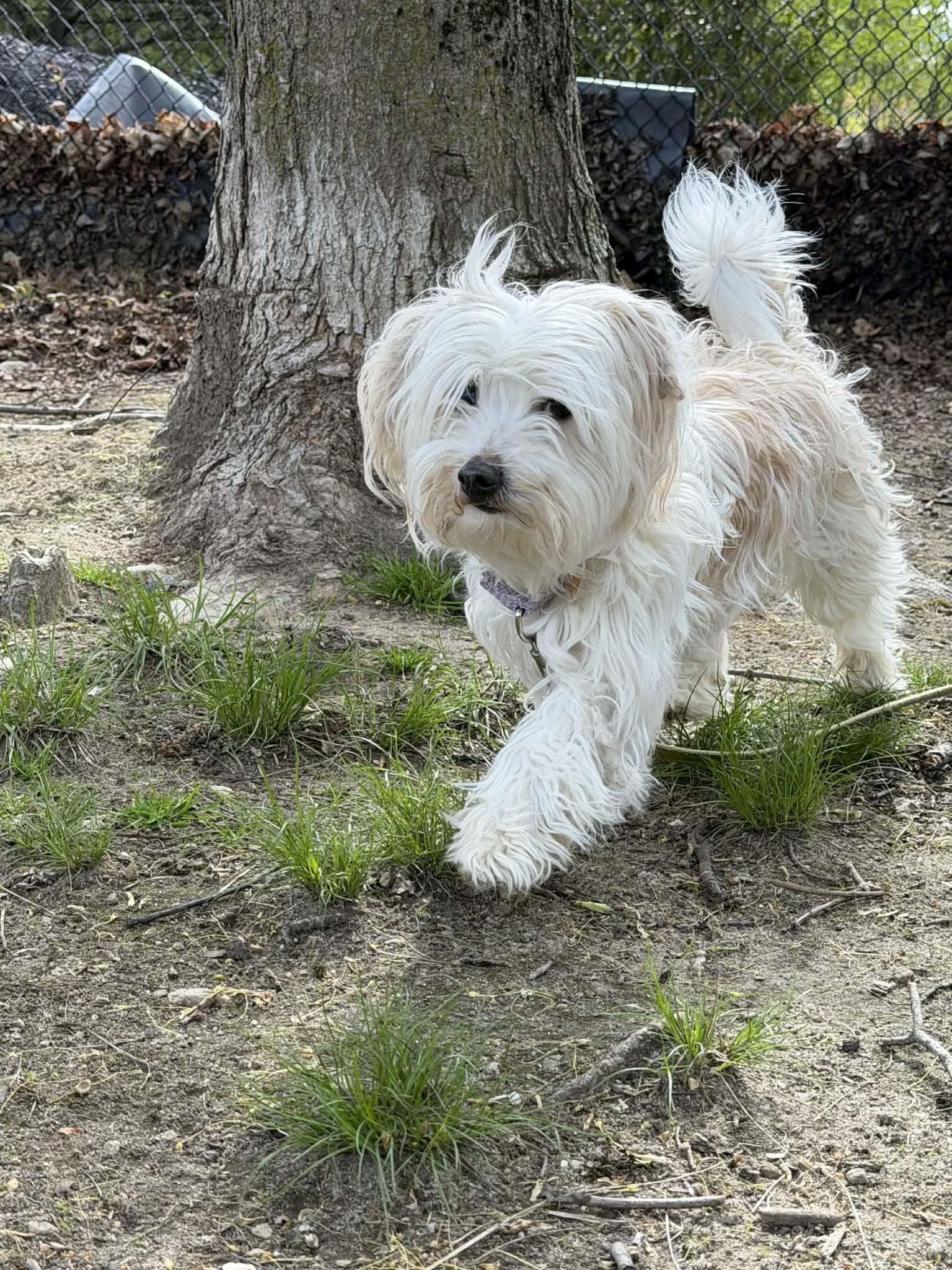 JAN Brady Bunch, a Adoptable mixed breed in Terryville, CT image 4/6