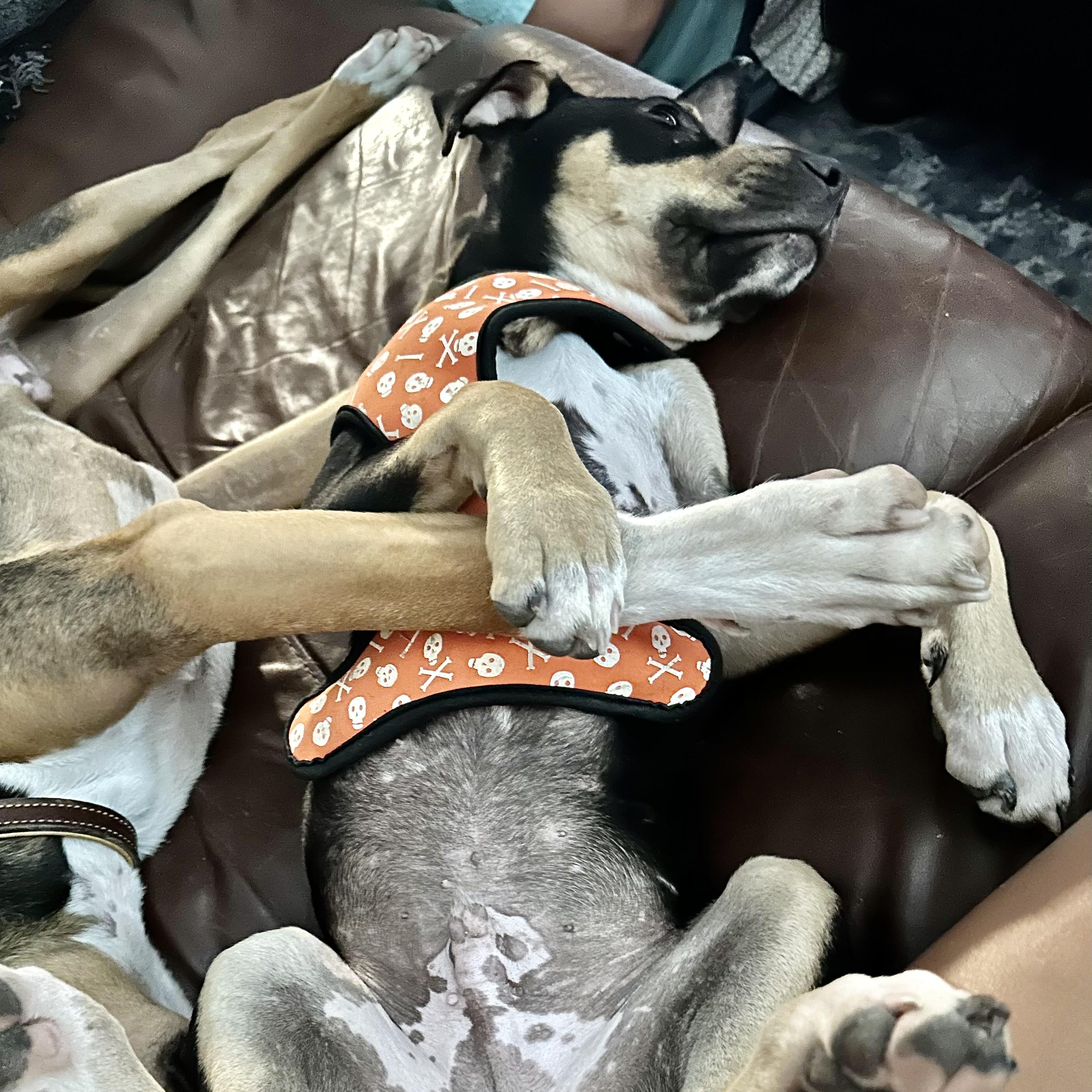 Enlarge Apollo, a Adoptable American Staffordshire Terrier in Niagara Falls, NY image 2/6
