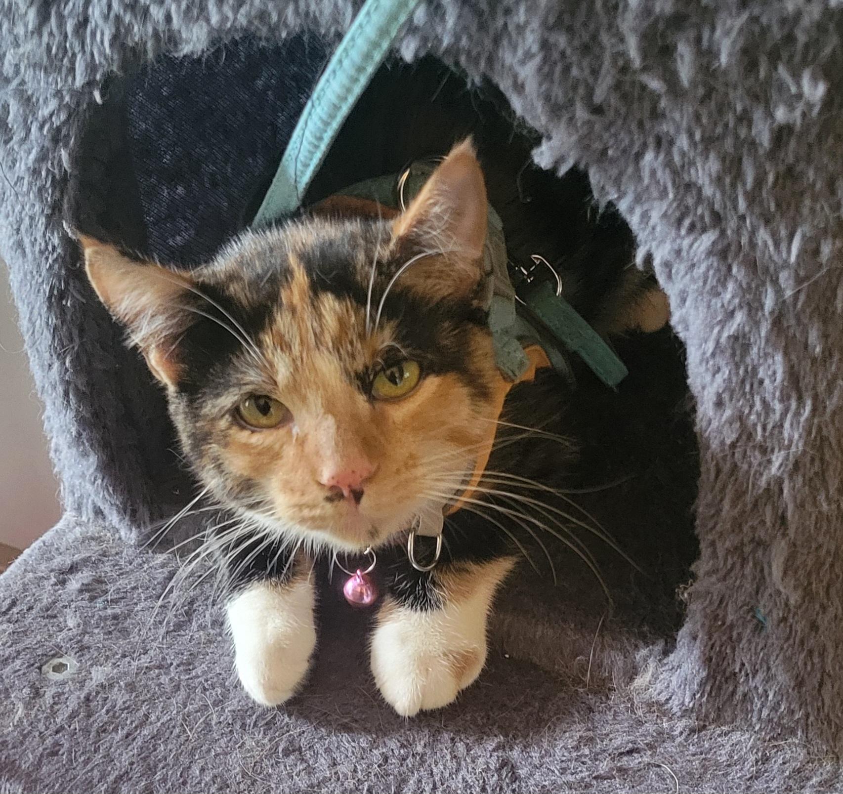 Callie, Adoptable, Young Female Domestic Short Hair.