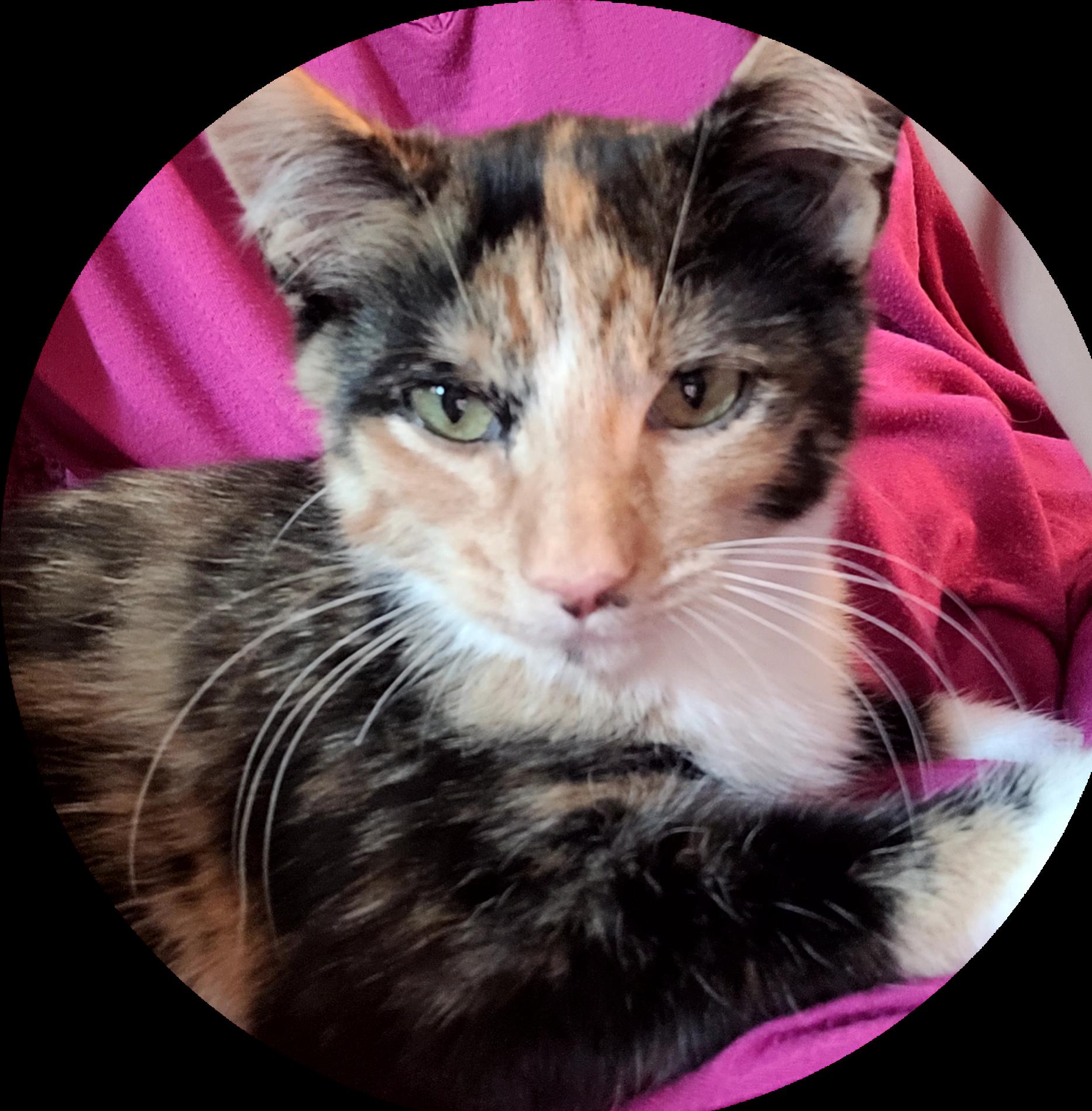Enlarge Callie, a Adoptable mixed breed in Mexico, MO image 3/6