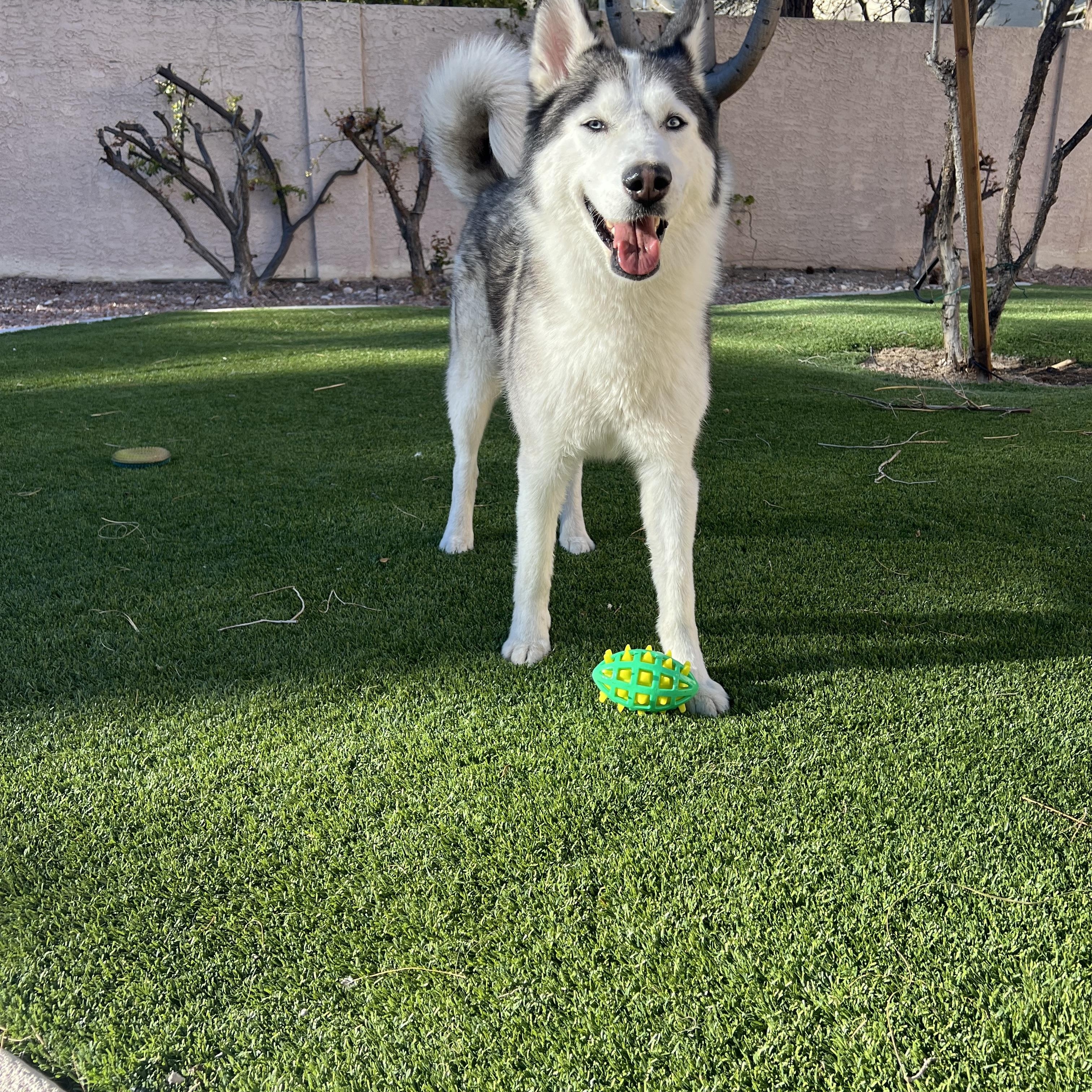 Enlarge Sky, a ADOPTABLE Siberian Husky in Las Vegas, NV image 1/5