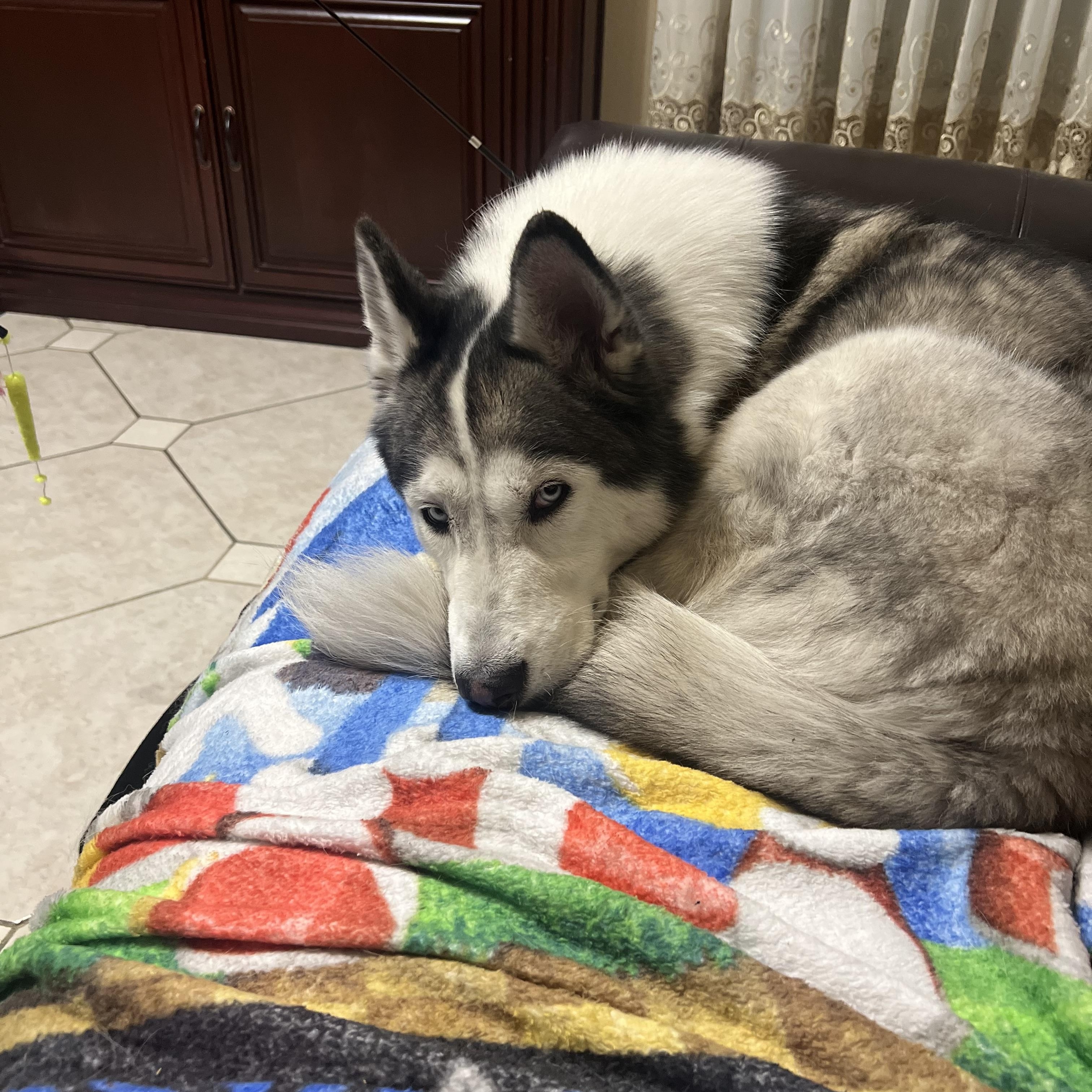Enlarge Sky, a ADOPTABLE Siberian Husky in Las Vegas, NV image 5/5