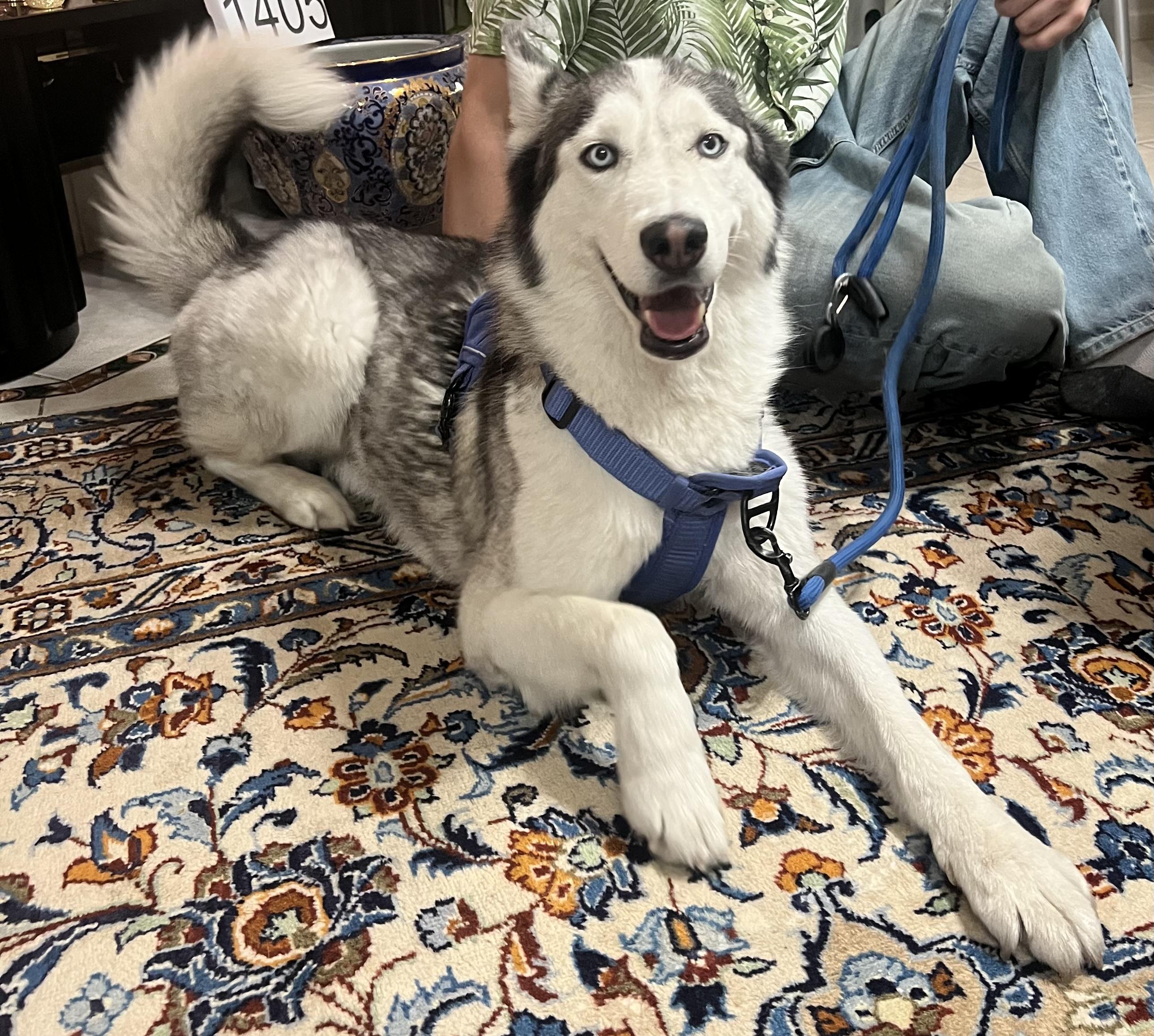 Enlarge Sky, a ADOPTABLE Siberian Husky in Las Vegas, NV image 3/5