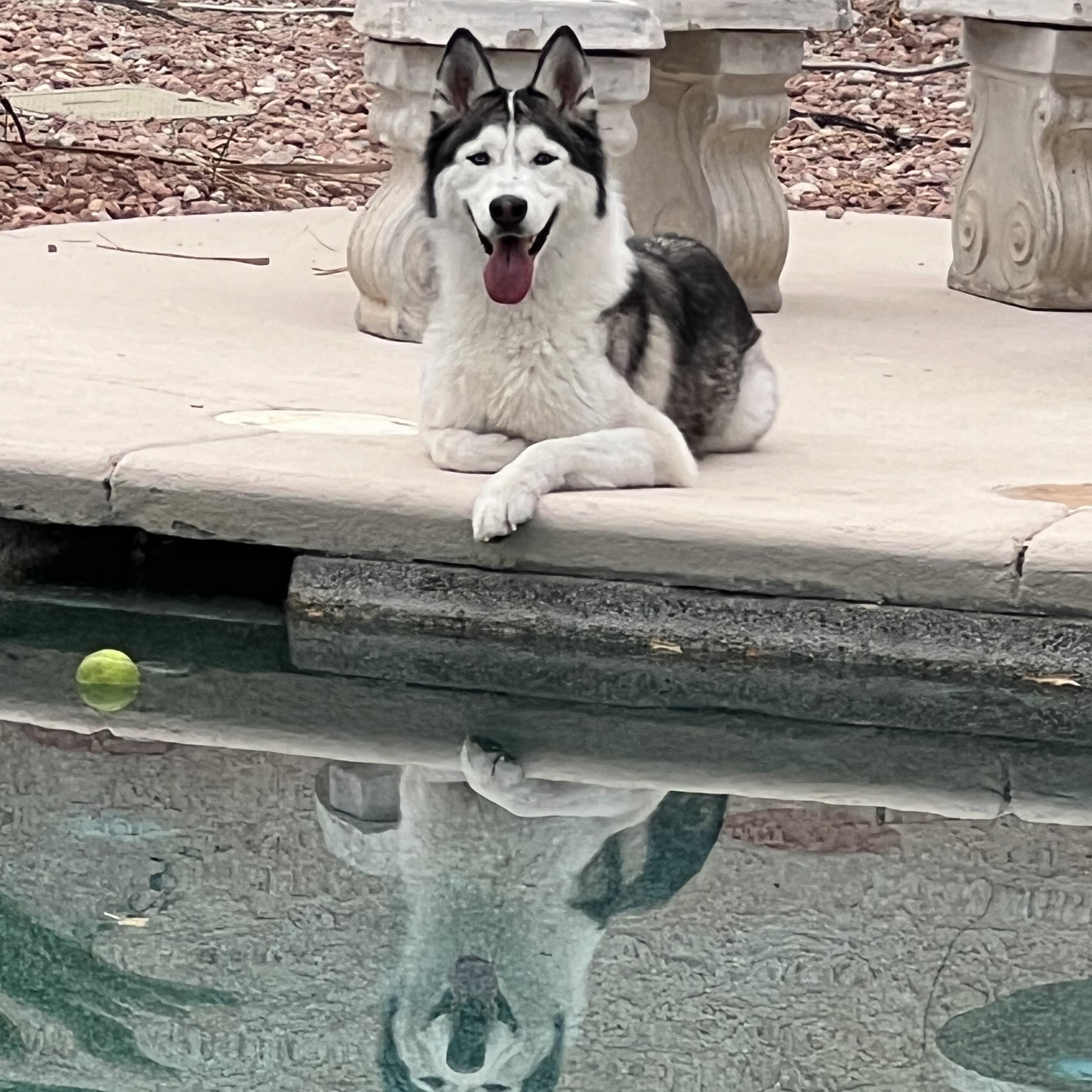 Enlarge Sky, a ADOPTABLE Siberian Husky in Las Vegas, NV image 2/5