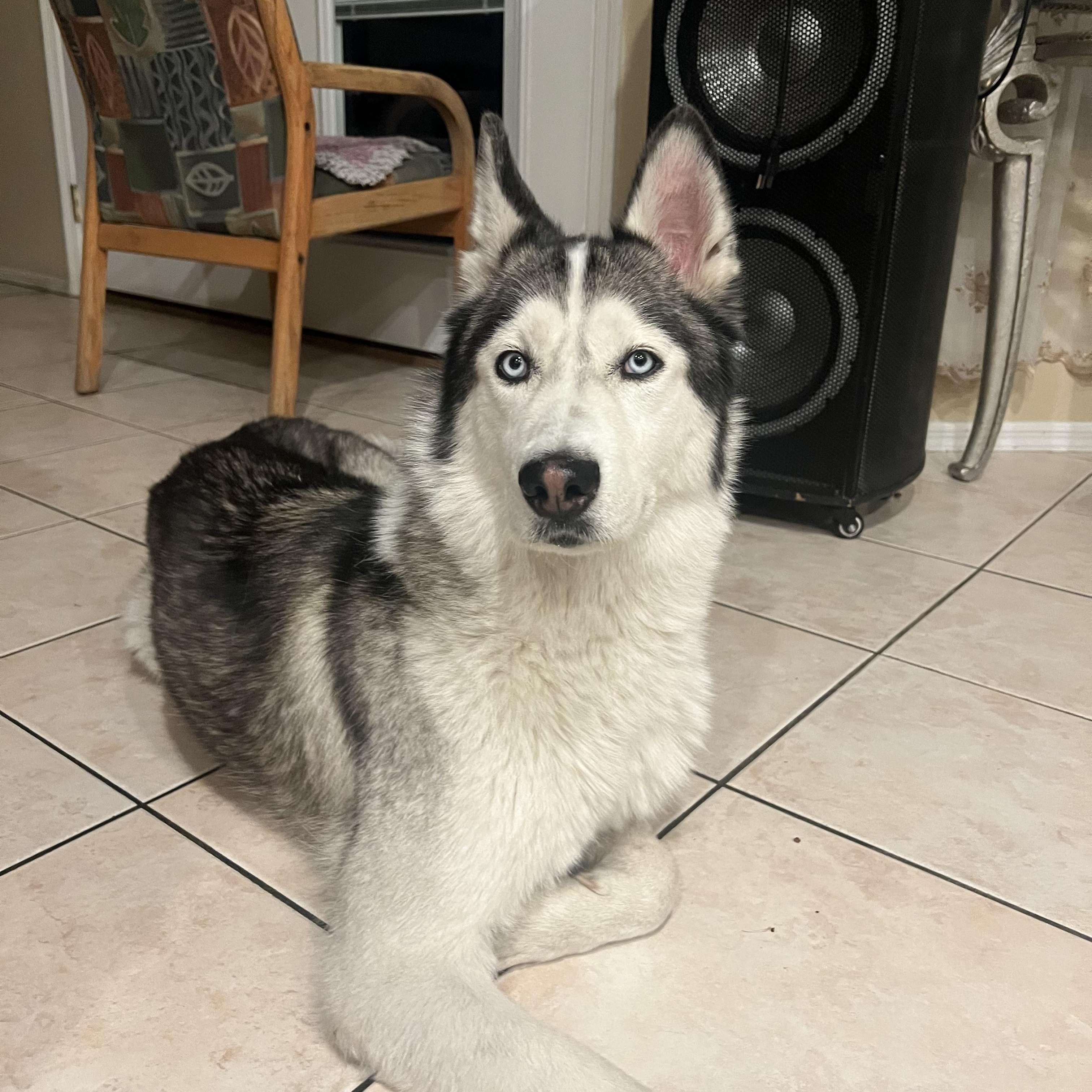 Enlarge Sky, a ADOPTABLE Siberian Husky in Las Vegas, NV image 4/5