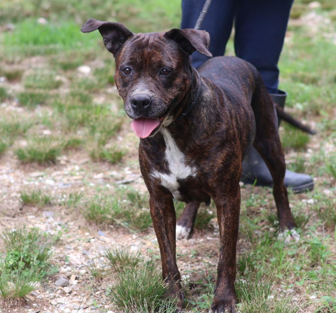 Enlarge Xena, a Adoptable mixed breed in Hot Springs, AR image 1/1